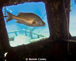 Snapper at Grand Bahamas May 2009.  Photo taken with a Ca... by Bonnie Conley 